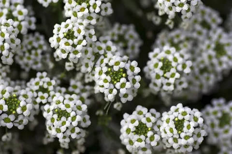 Mudas da Flor de Mel