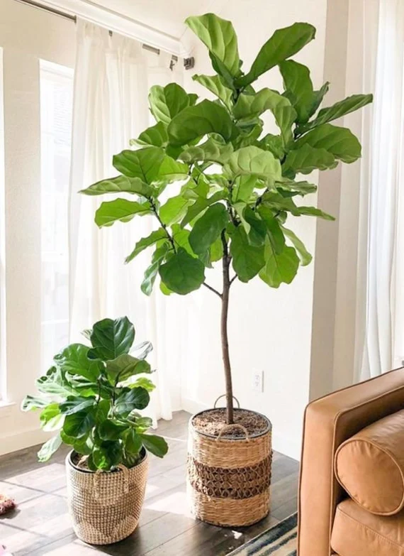 Ficus Lira