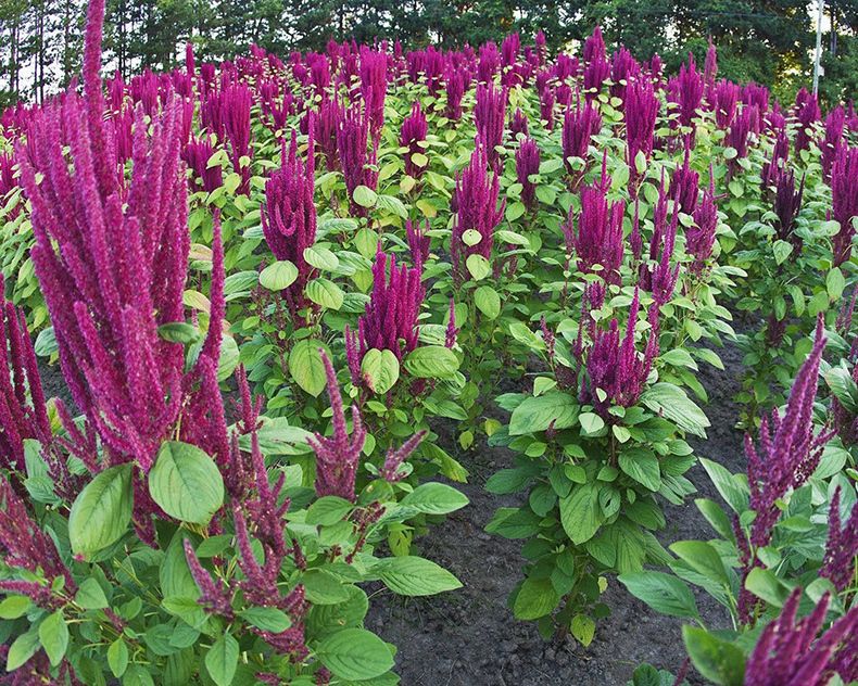 Amaranthus