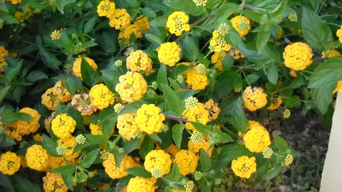 Lantana-Amarela