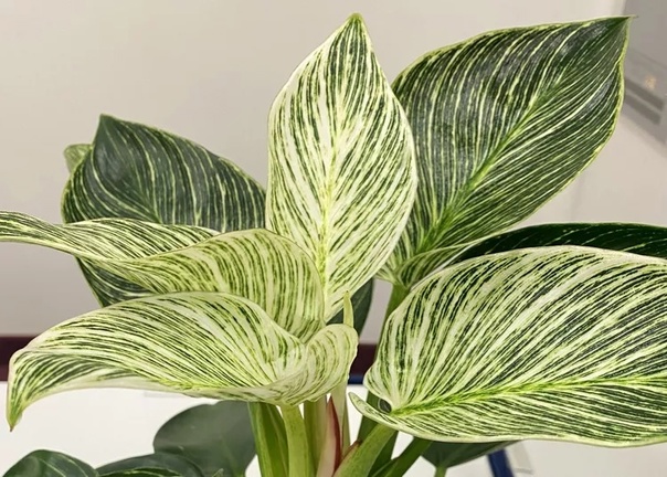 Philodendron Birkin