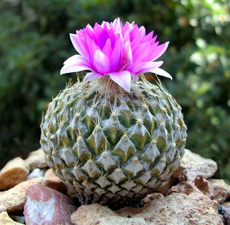 Flores de Cacto