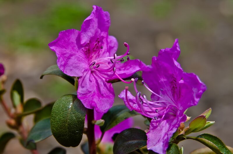 Tipos de Azaleias