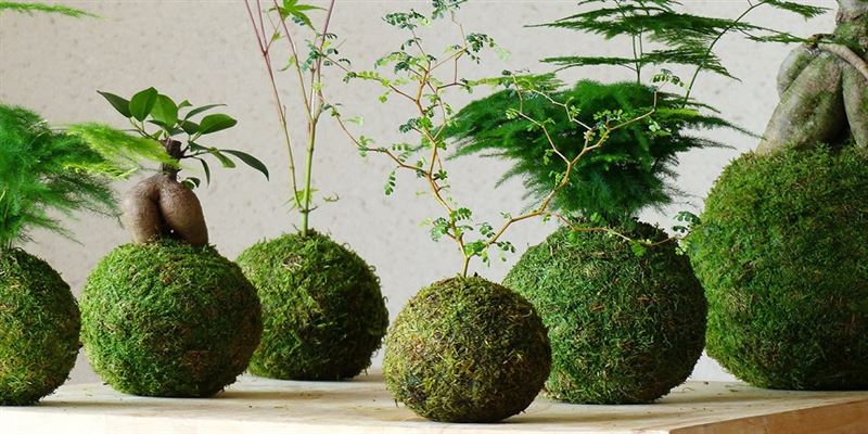 A Arte da Kokedama