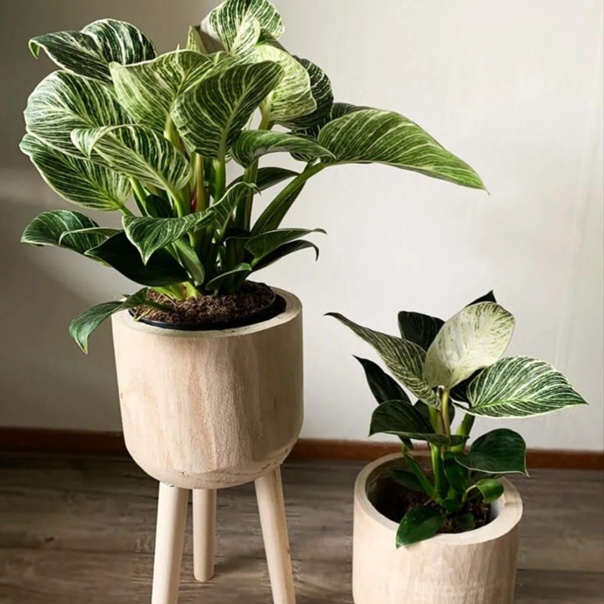 Philodendron Birkin