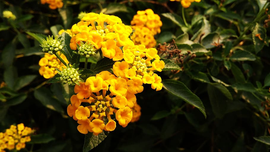 Lantana-Amarela