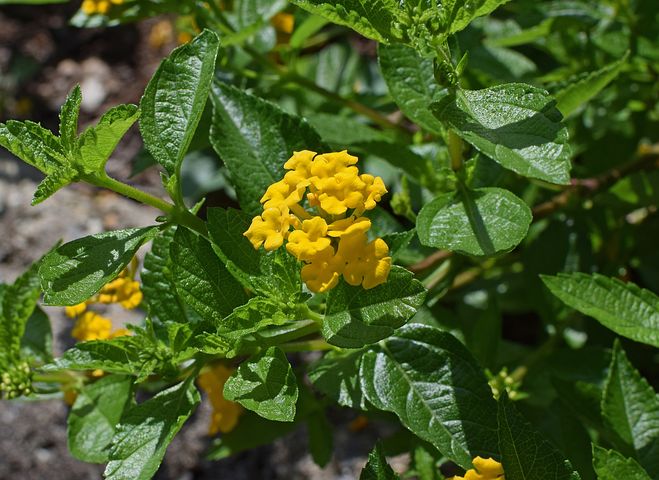 Lantana-Amarela