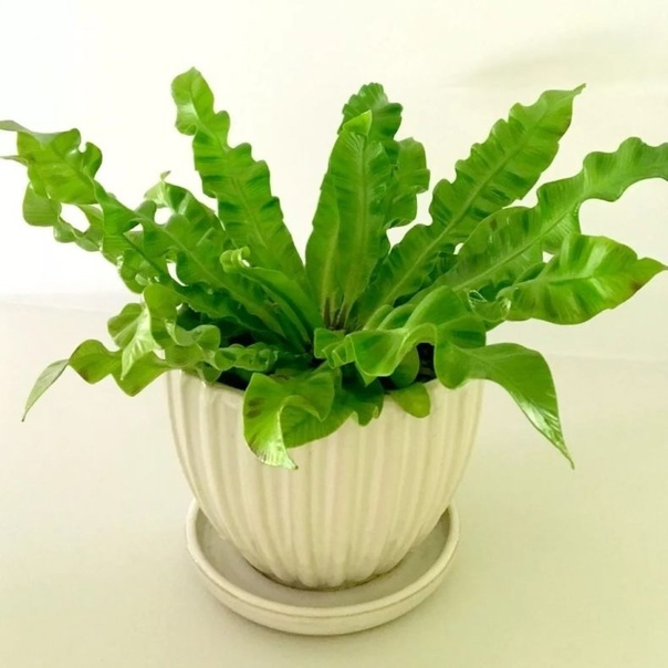 Asplenium 