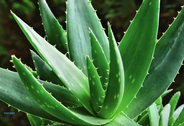 Aloe Vera