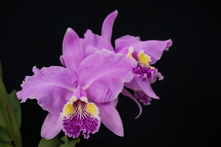 Orquídea Cattleya