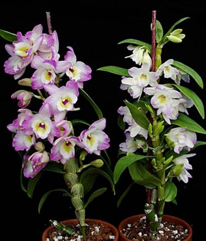 Orquídea Dendrobium