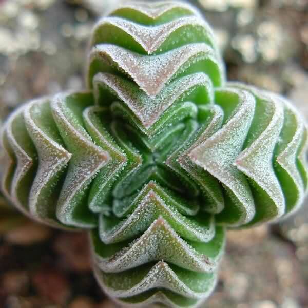 Crassula Templo do Buda