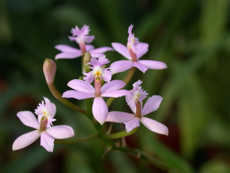 Orquídea Epidendrum