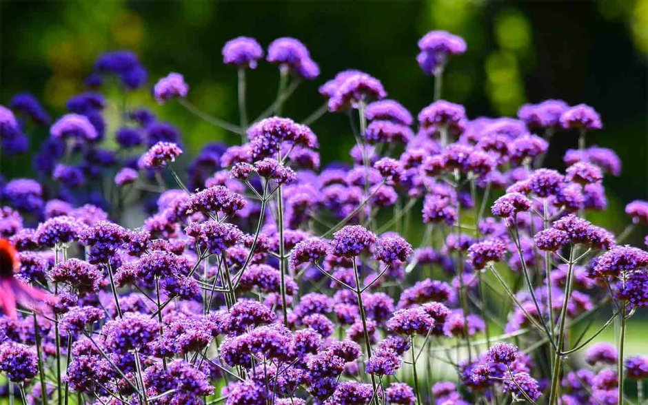 Verbena bonariensis