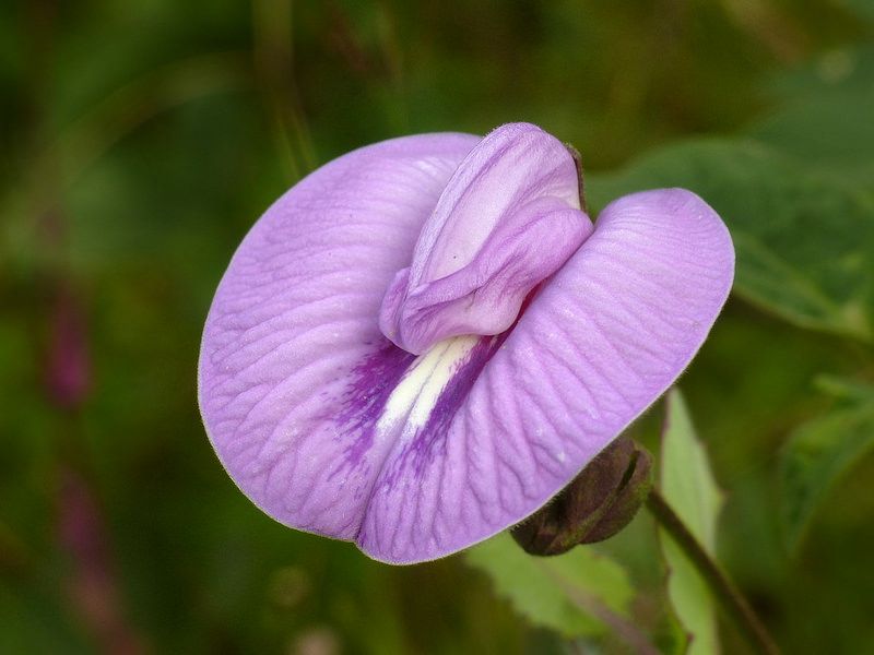 Clitoria