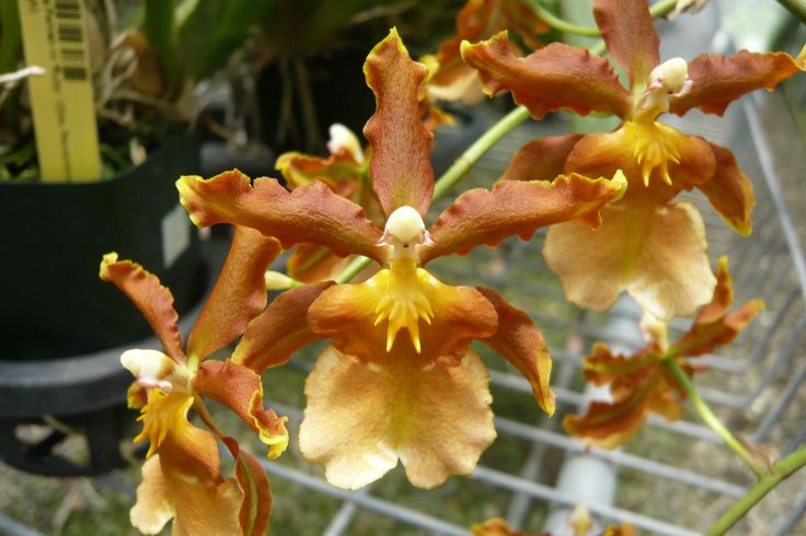 Orquídea Oncidium