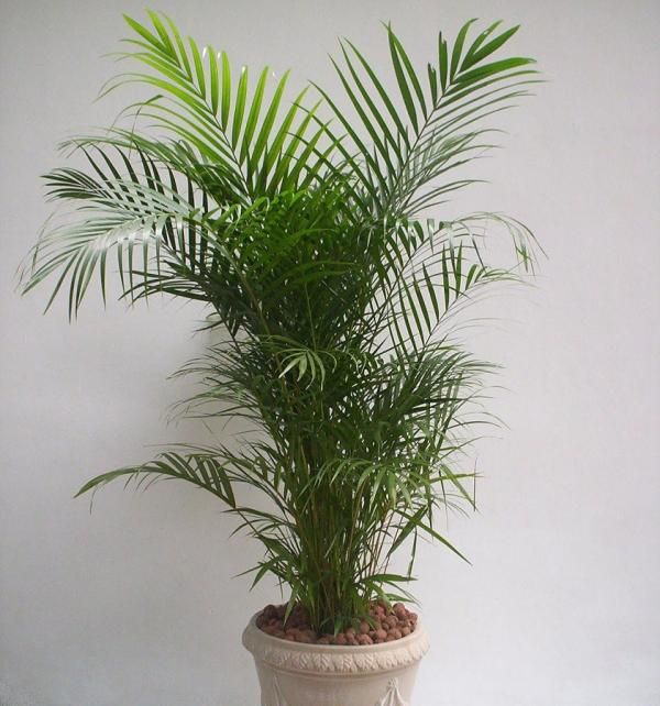 Palmeira Areca