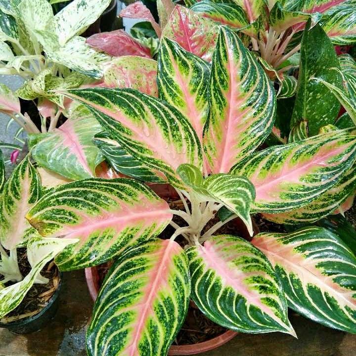 Aglaonema Pink