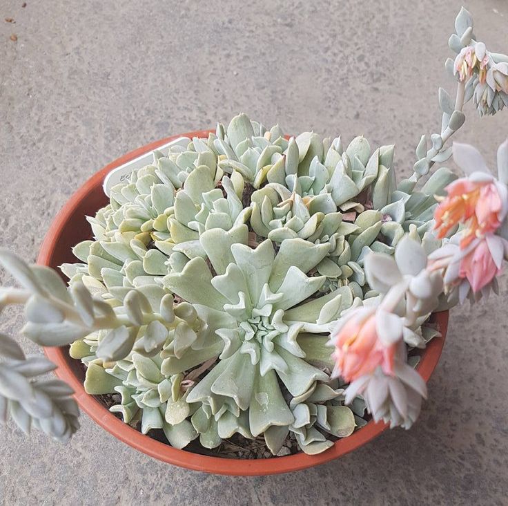 Echeveria runyonii