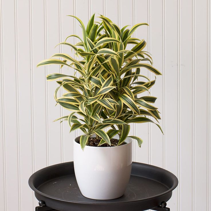 Dracaena reflexa