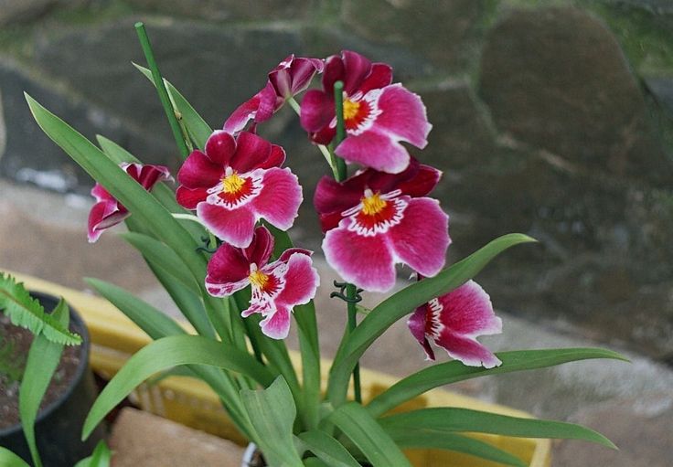 orquídea Miltoniopsis