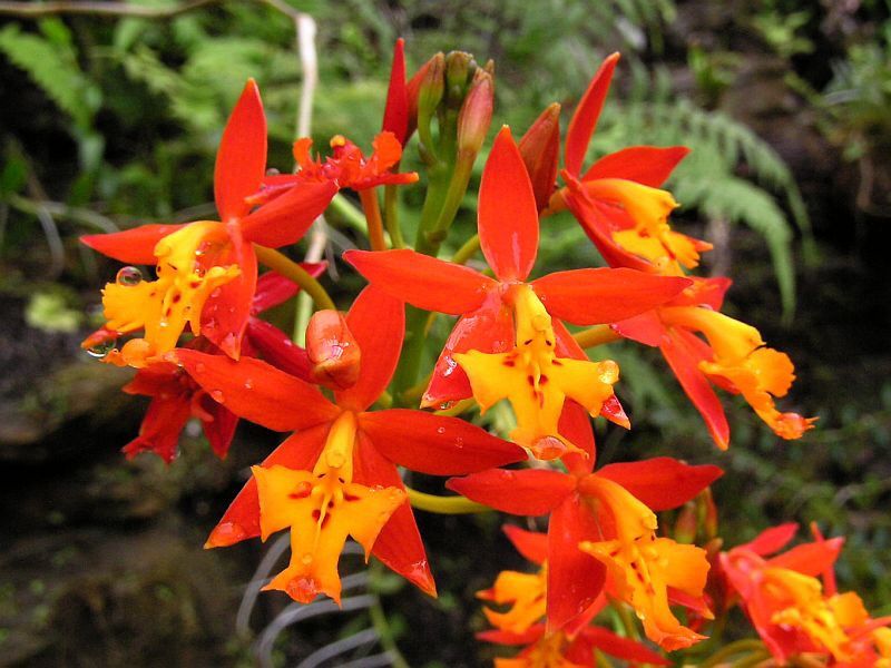 Orquídea Epidendrum