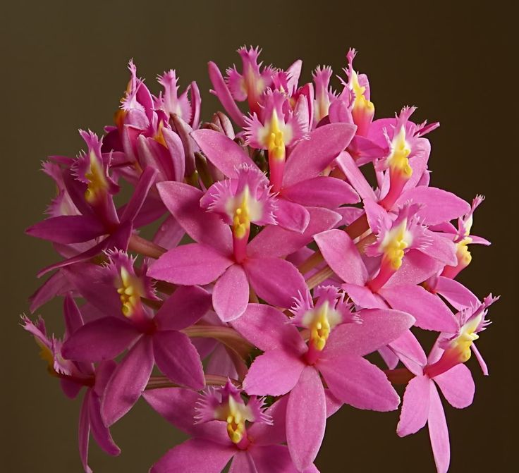 Orquídea Epidendrum