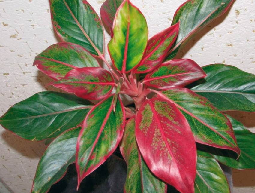 Aglaonema 'Crete' 