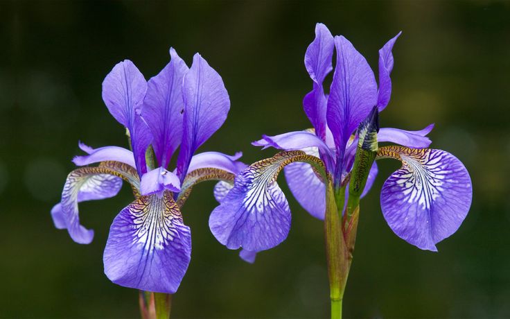 Flores na Água