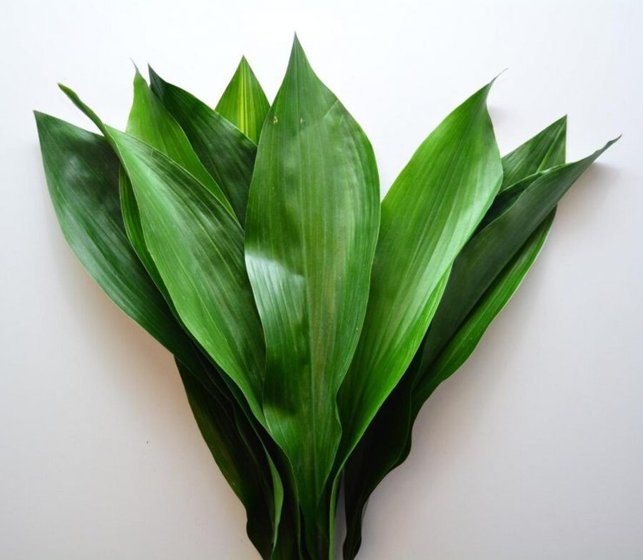 Aspidistra elatior