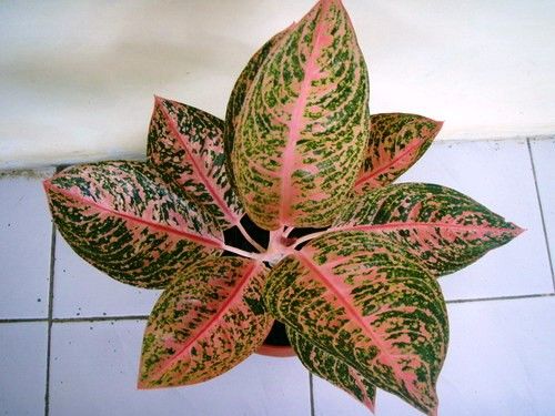 Aglaonema Pink