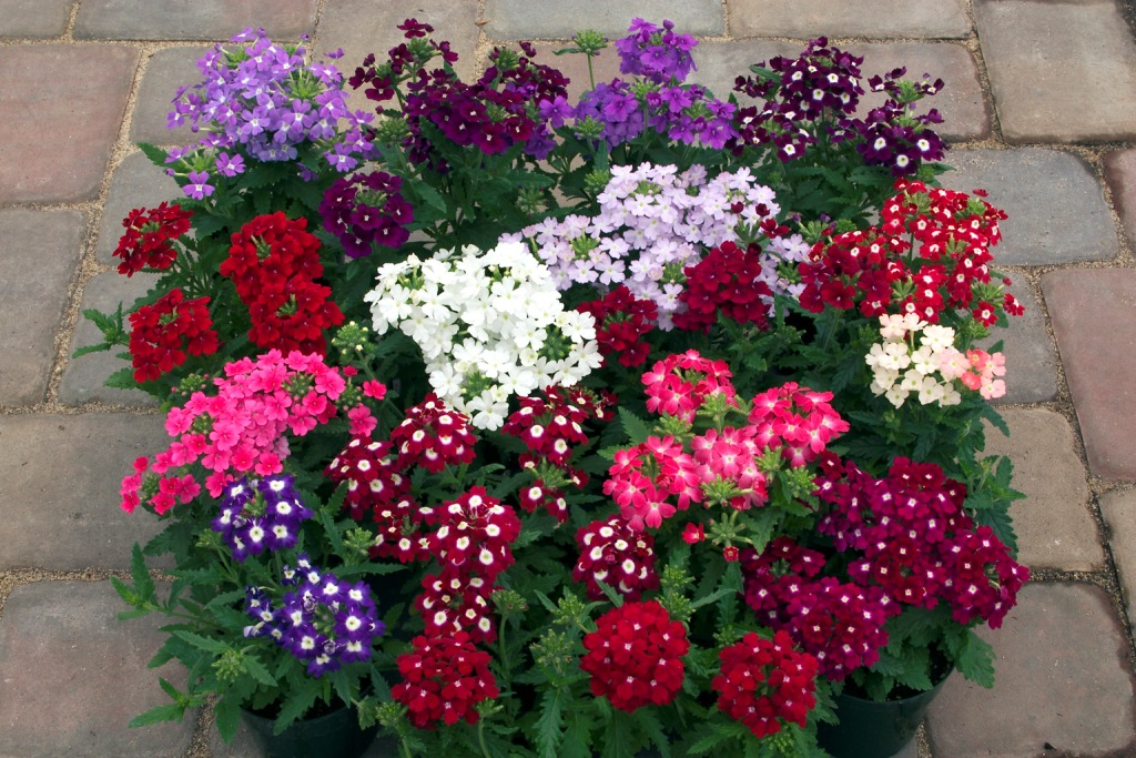 Verbena hybrida