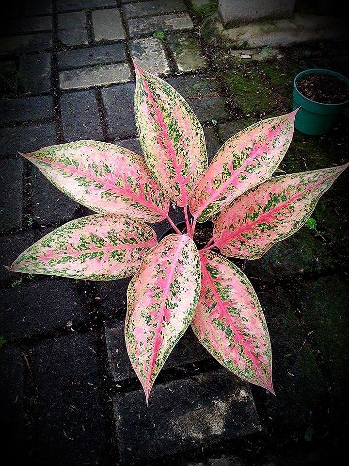 Aglaonema Pink