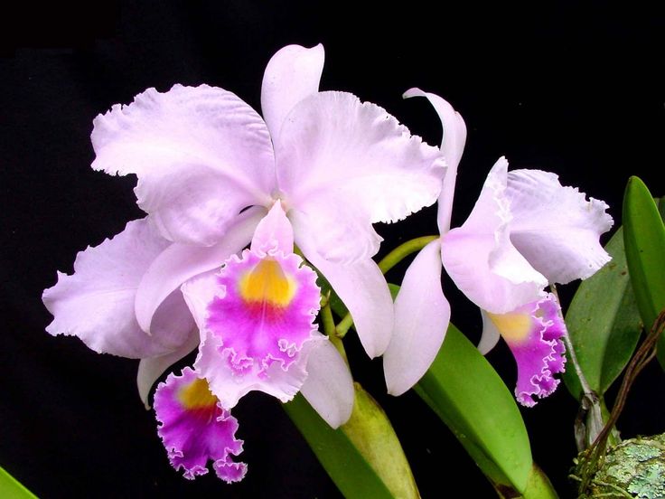 Orquídea Cattleya