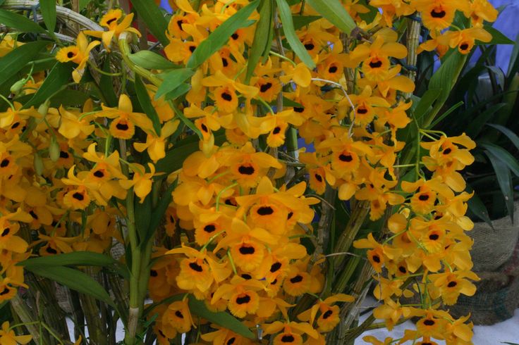 Orquídea Dendrobium