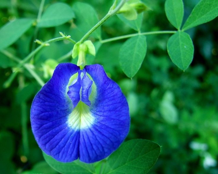 Clitoria