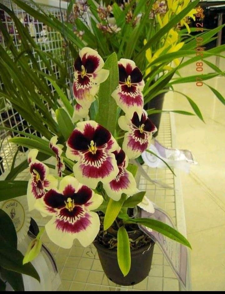 orquídea Miltoniopsis