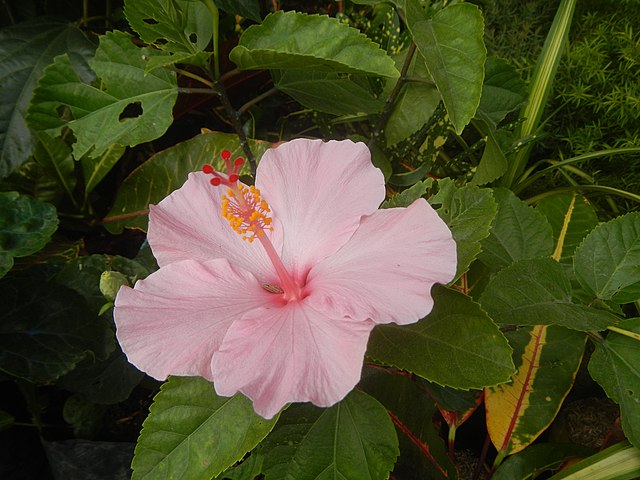 Hibiscus rosa-sinensis