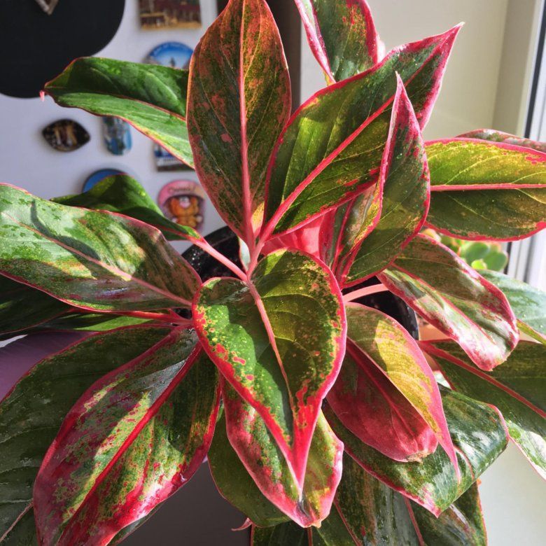 Aglaonema 'Crete'