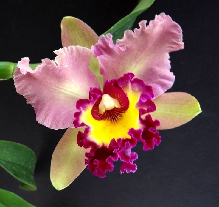 Orquídea Cattleya