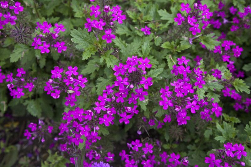 Verbena canadensis