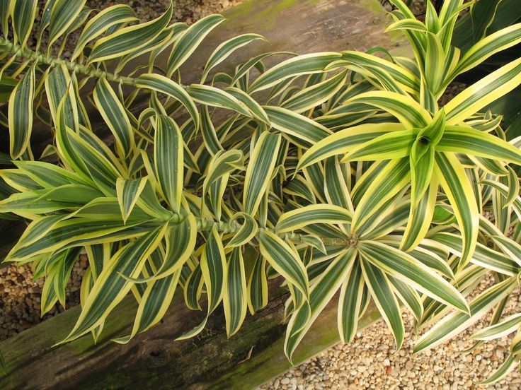 Dracaena reflexa