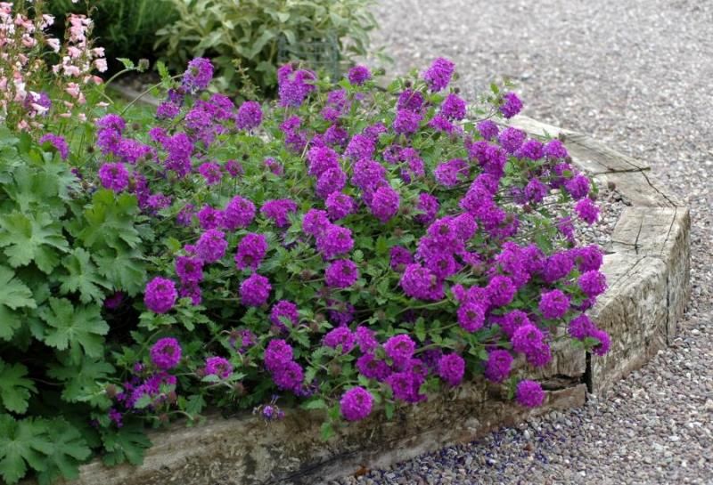 Verbena canadensis