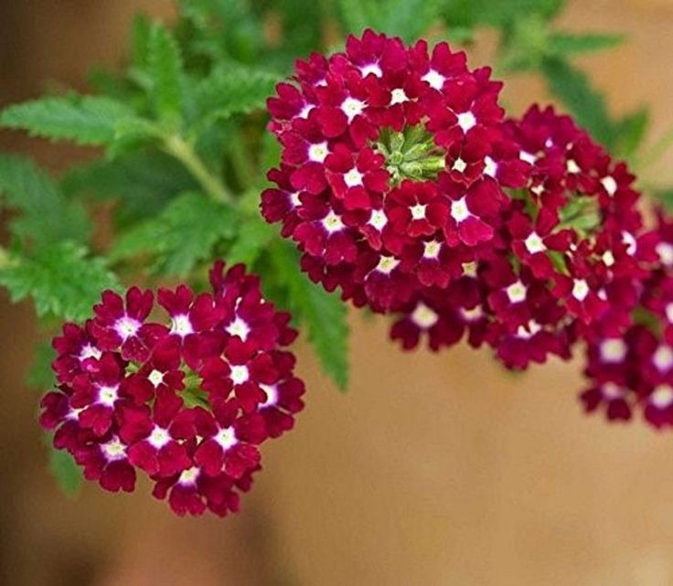  Flor Verbena