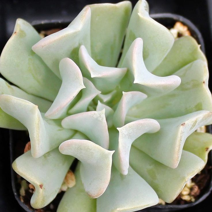 Echeveria runyonii