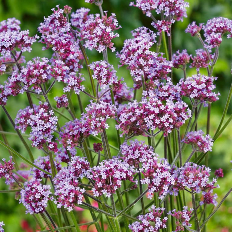 Verbena bonariensis