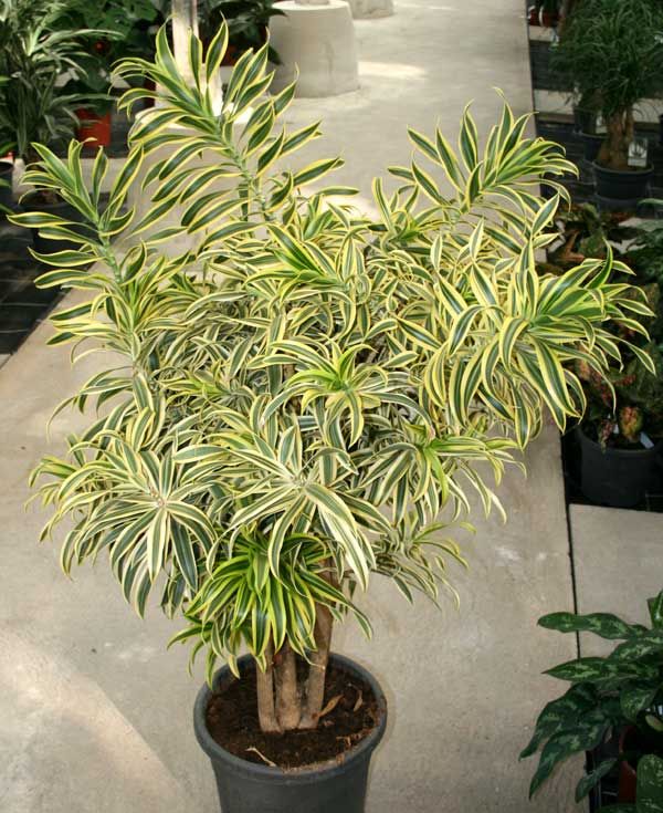 Dracaena reflexa