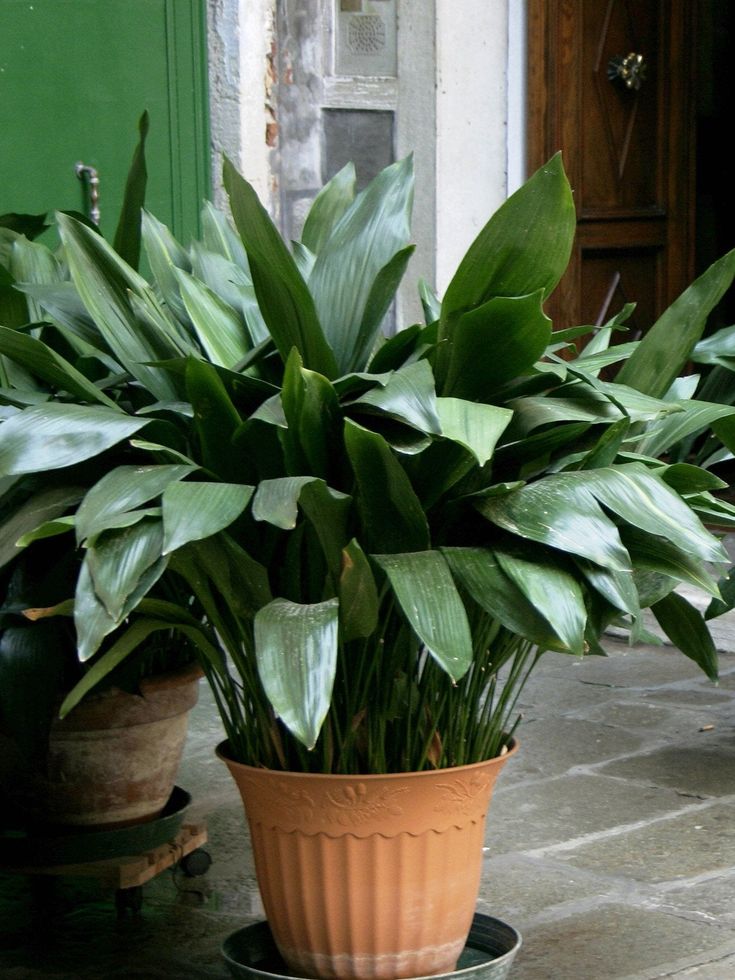 Aspidistra elatior