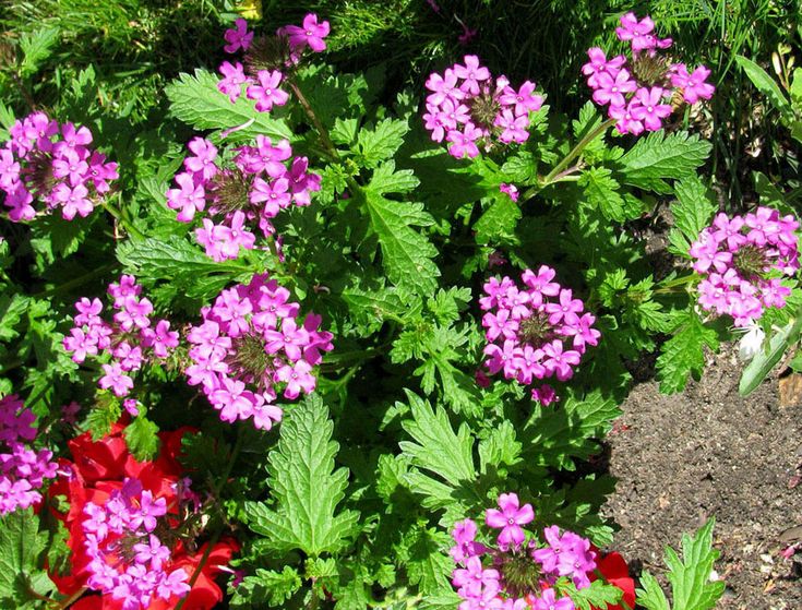 Verbena canadensis