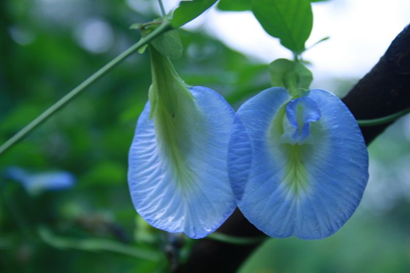 Clitoria